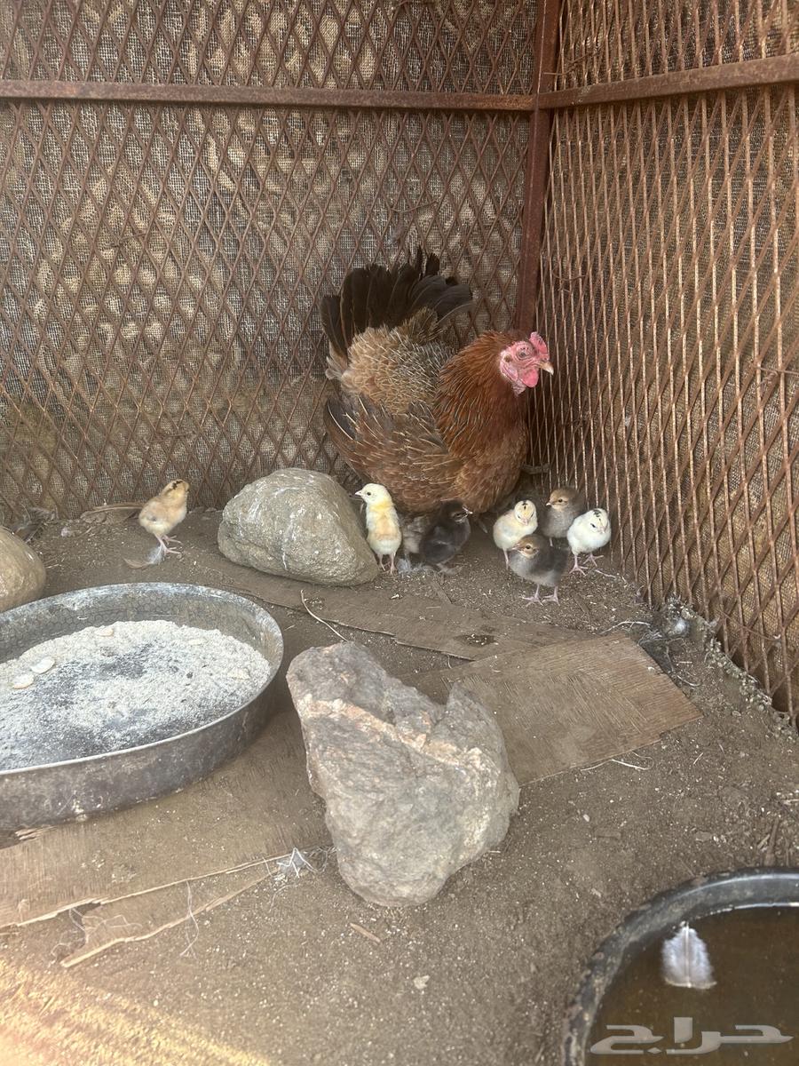 دجاجة بلدي مفرخه للبيع64371467052034112
