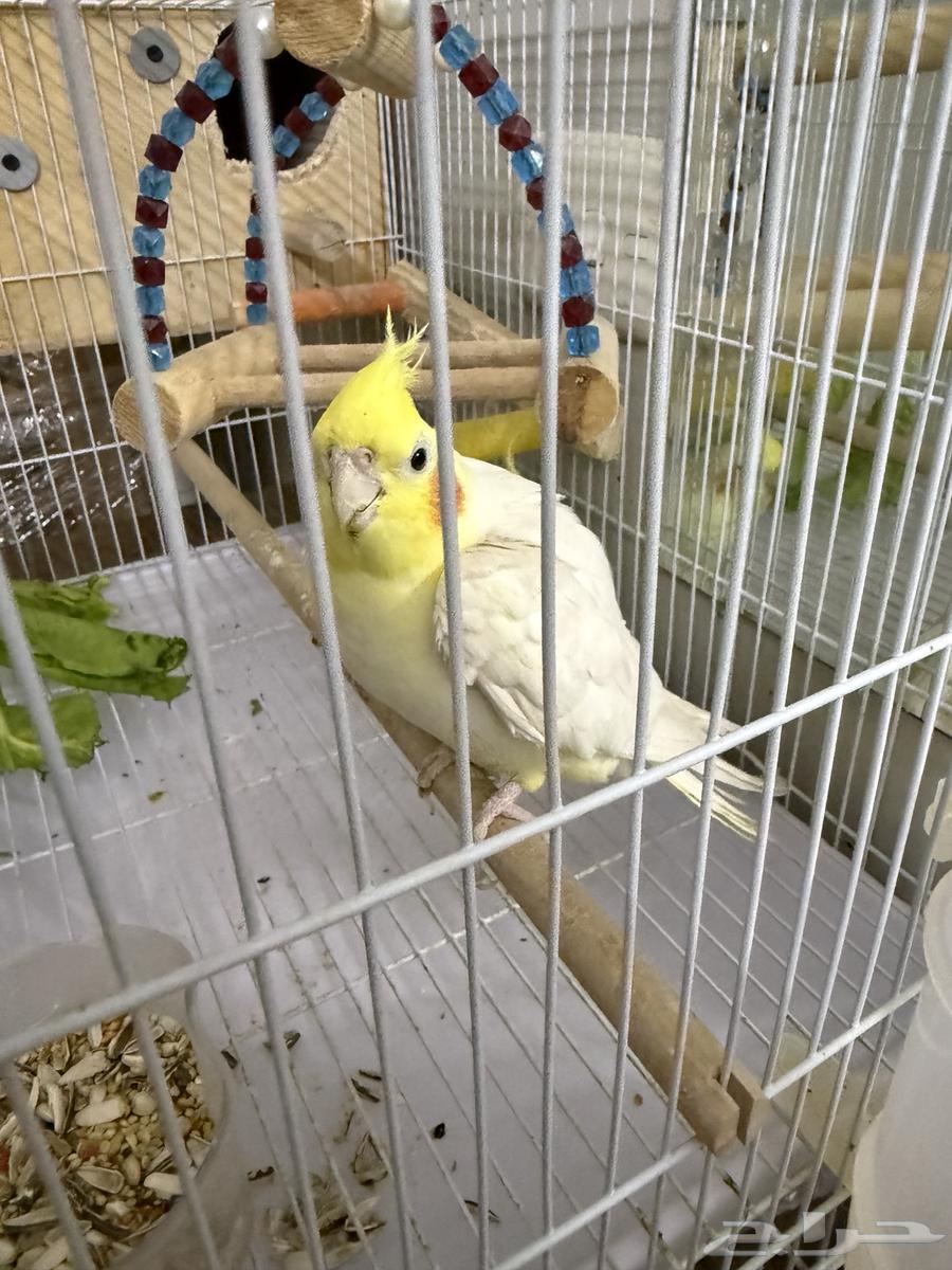 للبيع زوج كروان لاتينو منتج64368032154371110