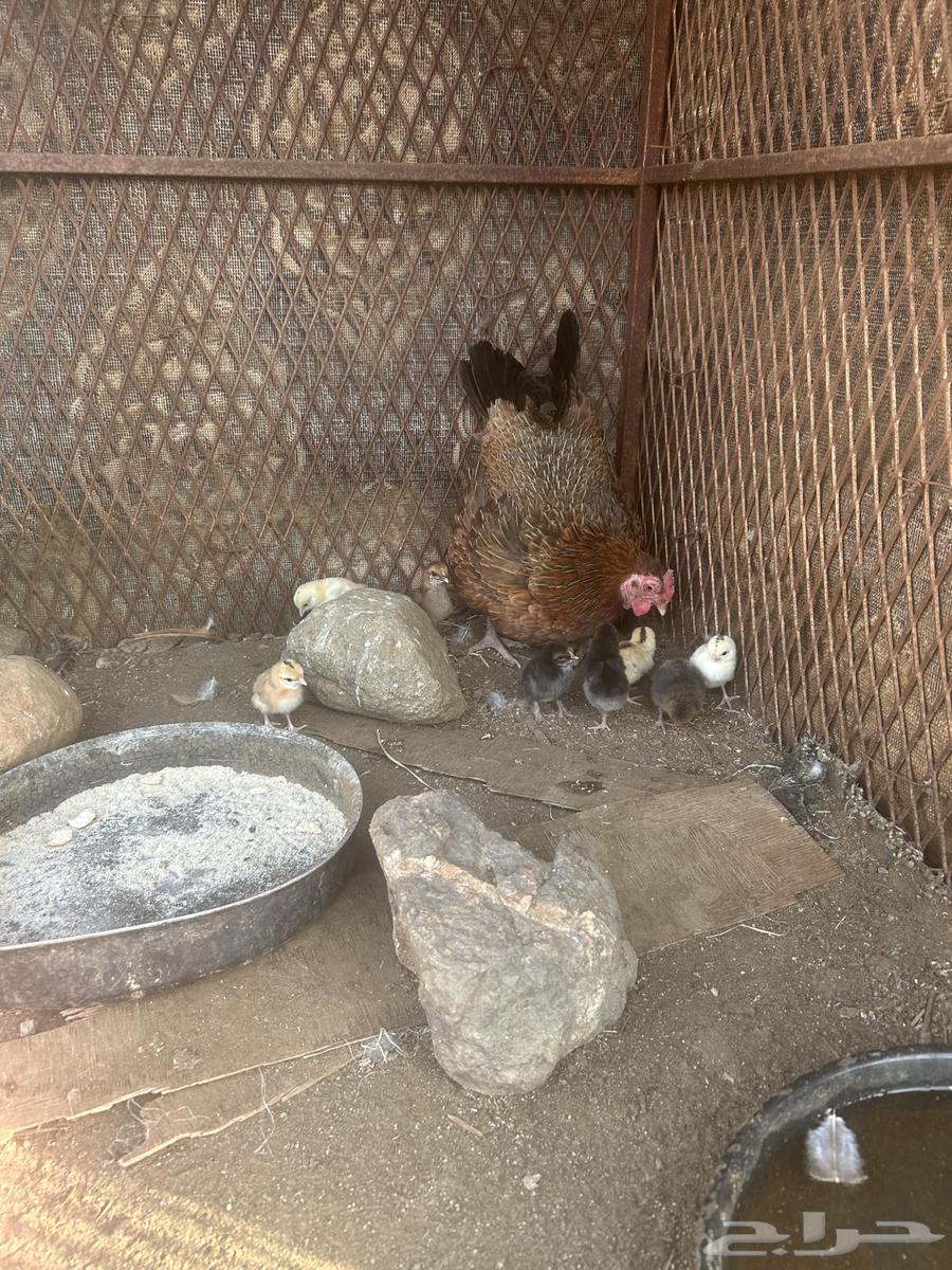 دجاجة بلدي مفرخه للبيع64371467052034111