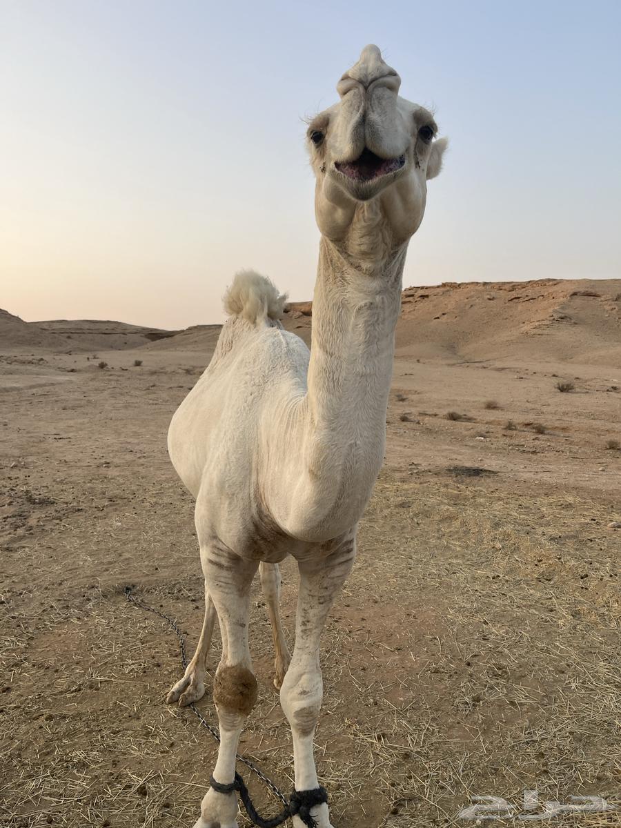 قعود للبيع64372009269249111