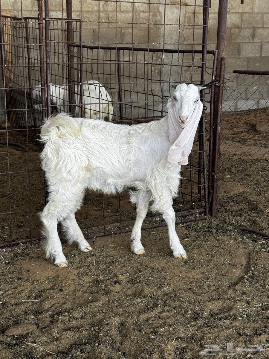 Goat64376660137090111