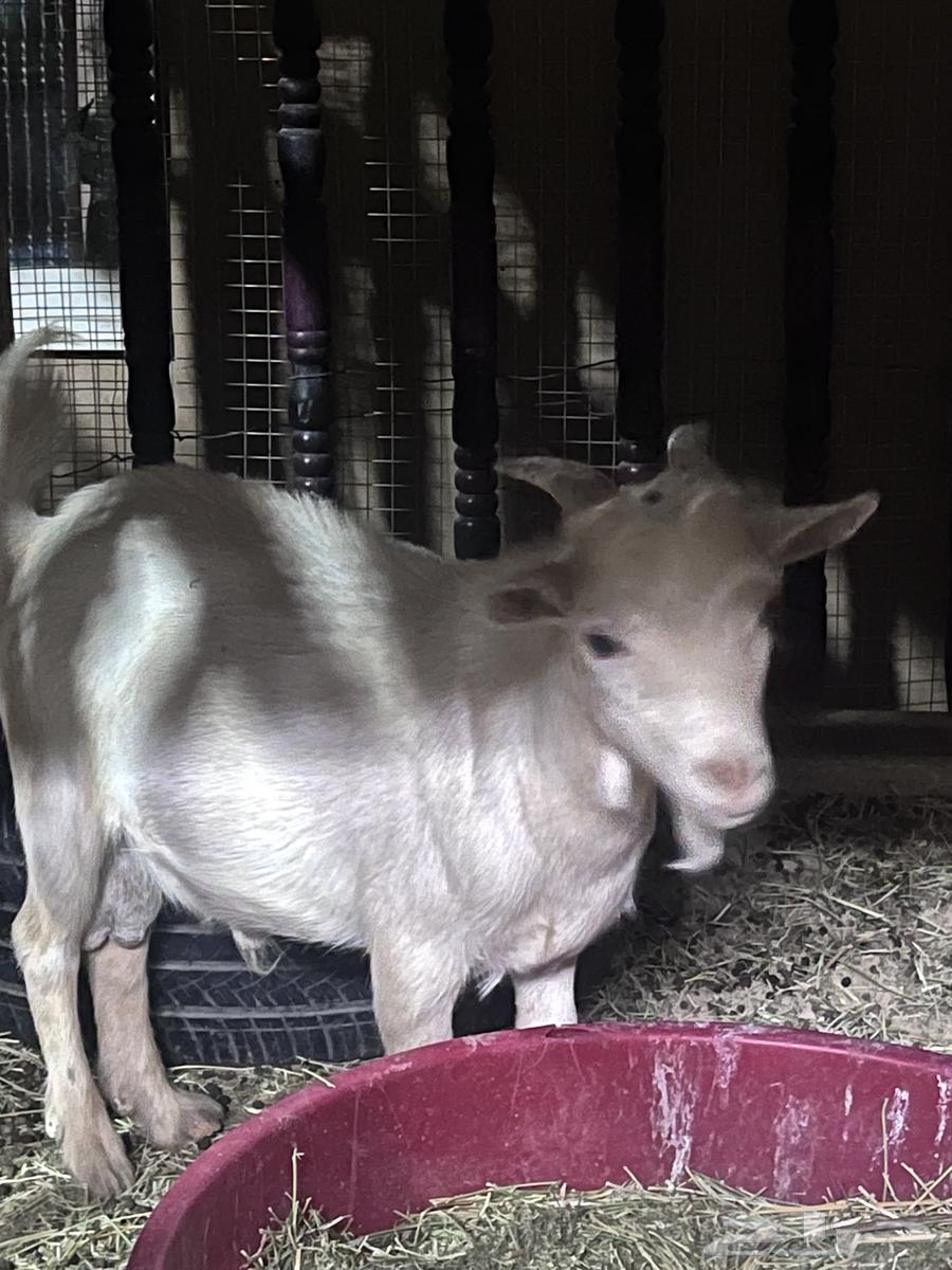 تيس قزمي للبيع64373742696451111