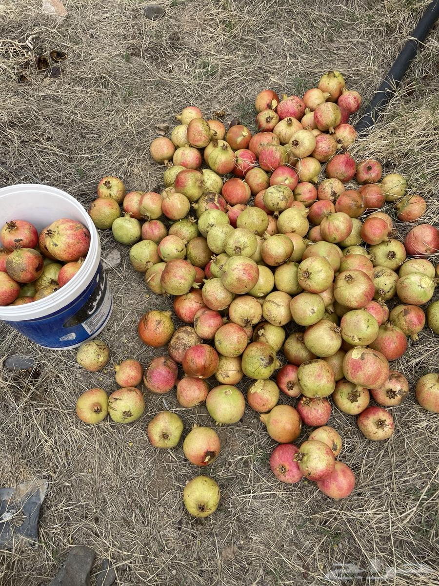 Al-Ma'mar Valley Dates64370727339651110