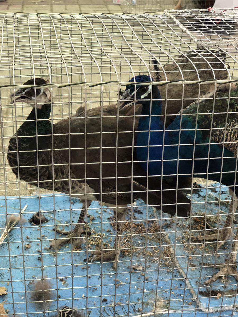 A 3.5-year-old productive peacock walnut, located in Riyadh64372141441665112