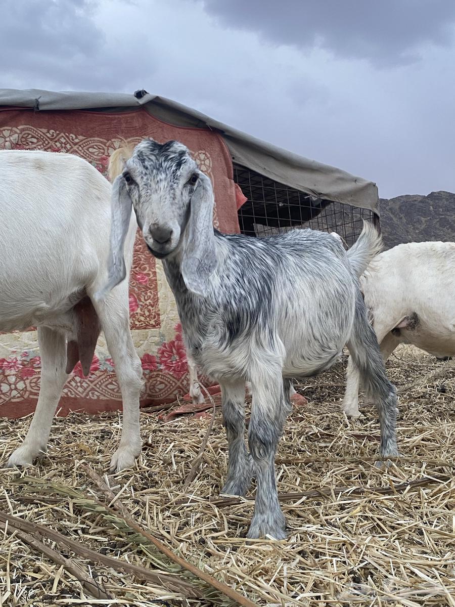 جفره للبيع64373536534146110