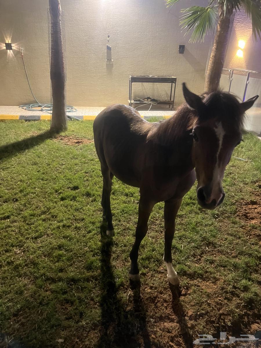 الرياض ديراب64363711172098110