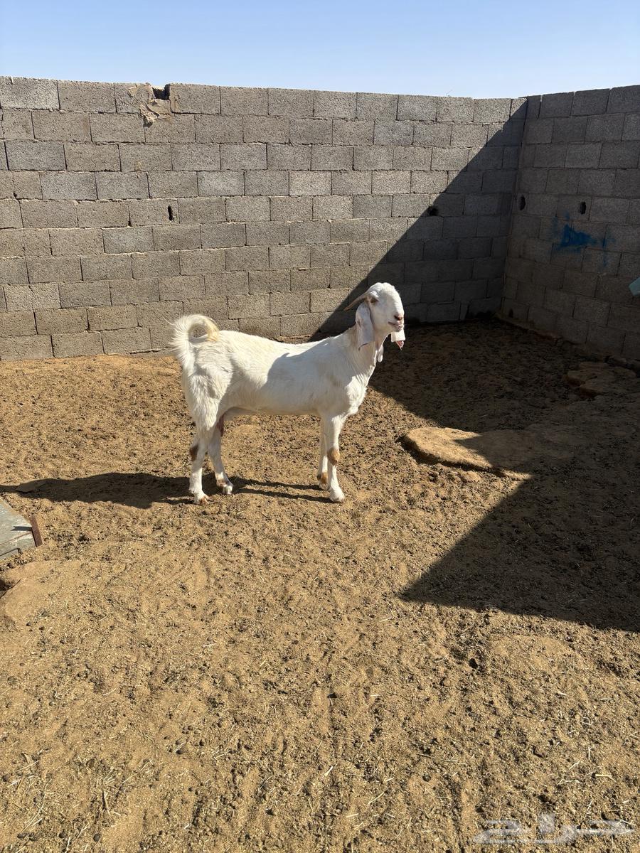 للبيع جفره فاخره مضرع64366159946754110