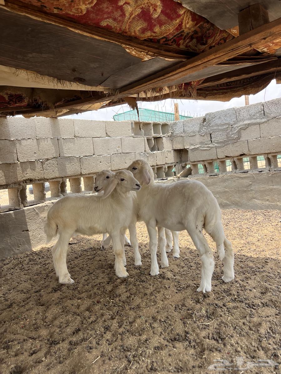 Tali and three palm trees64374053776897114