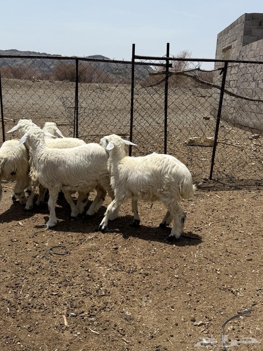 للبيع 5 طليان من انتاج المرح64367493660034113