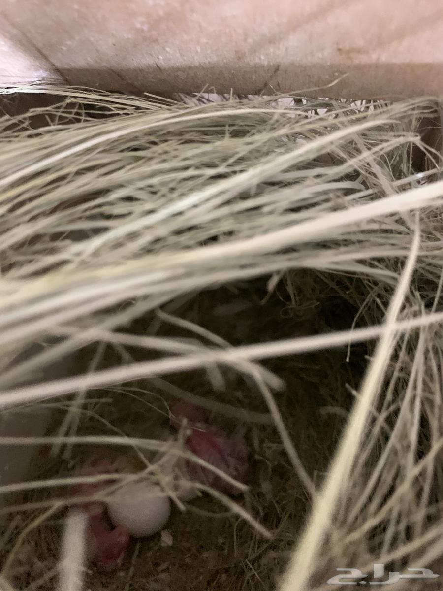 زوج روز مع فروخه64369111695619110