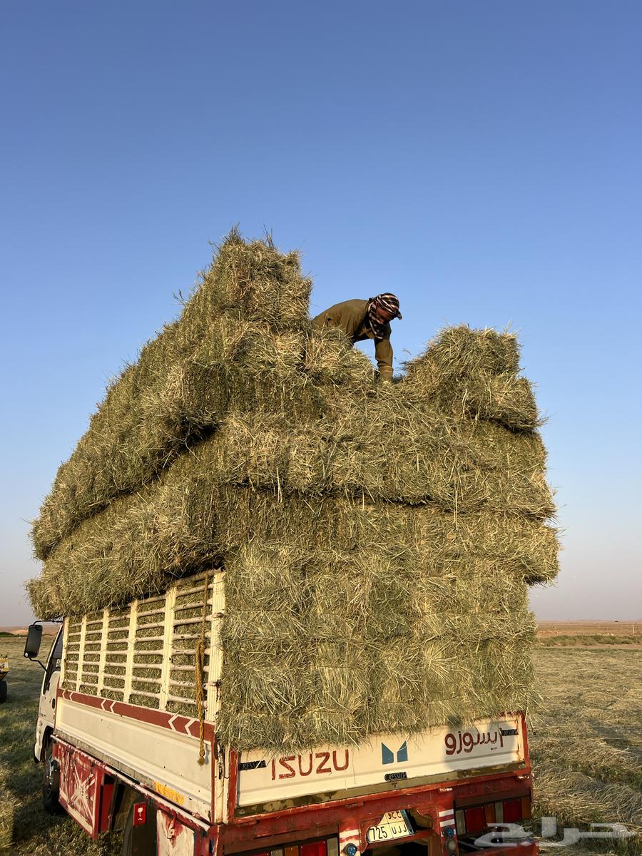 رودس صافي ناعم ورق64372346046723112