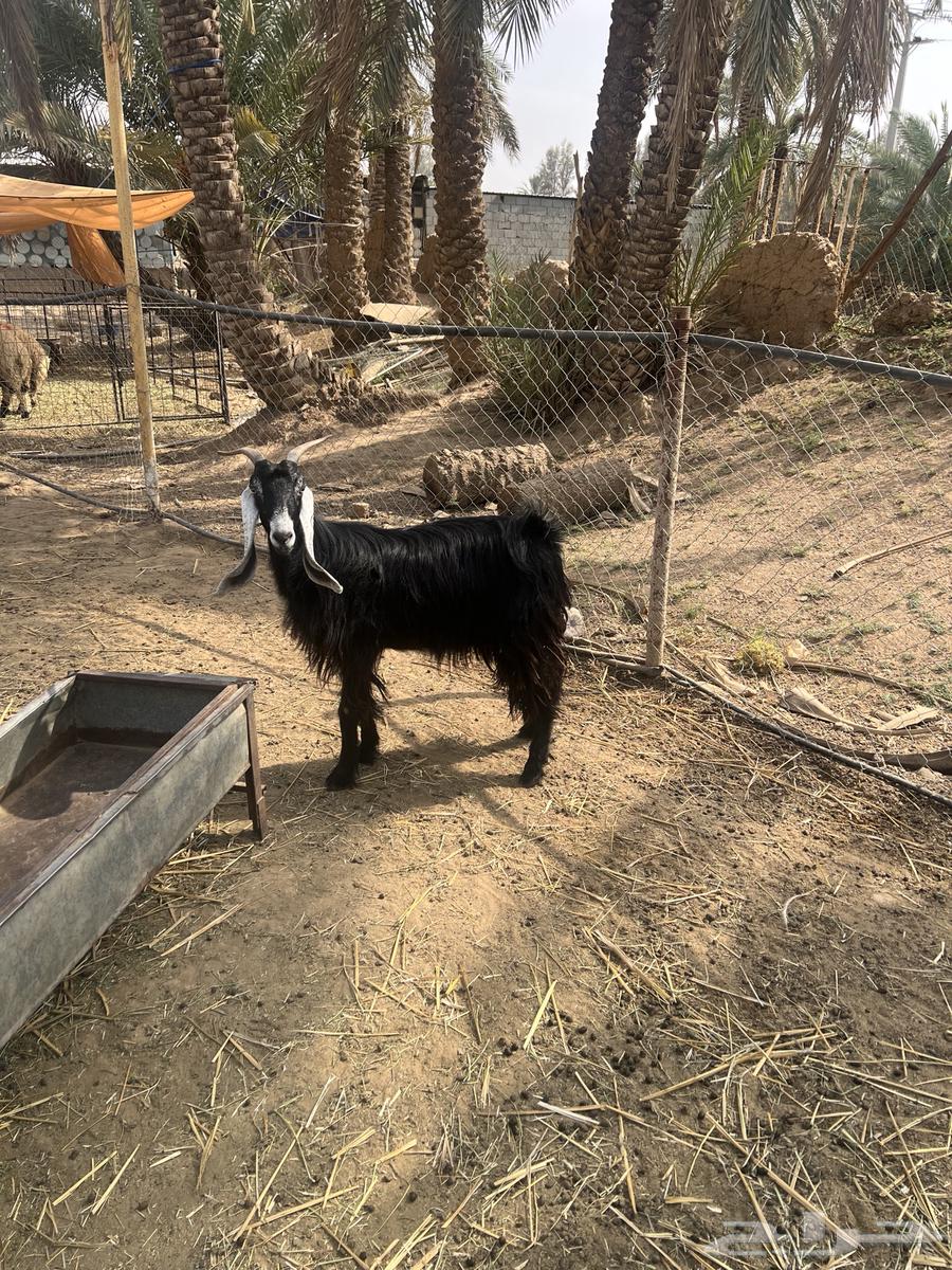Goat for sale, complete with buck64367347374979111