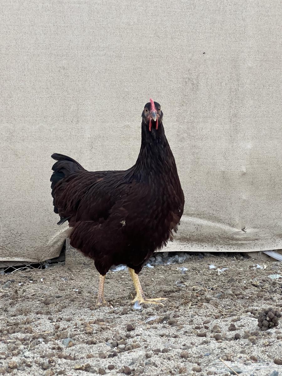 تم البيع دجاج رود ايلاند64365484646019112