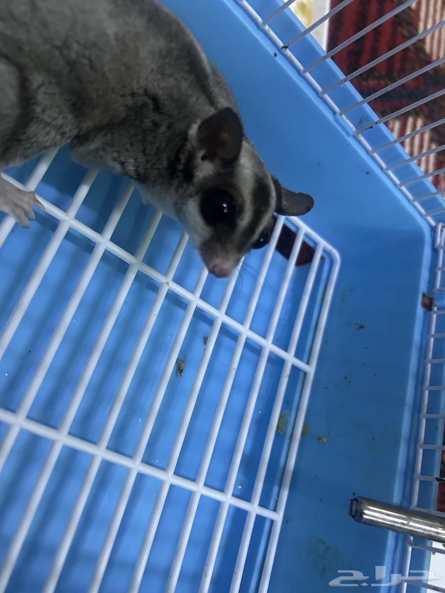 السنجاب الطائر64370047868289110