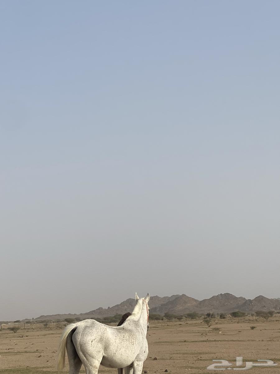 فرس شعبيه من فواخر الشعبيات ومعها مهر64363368478721112