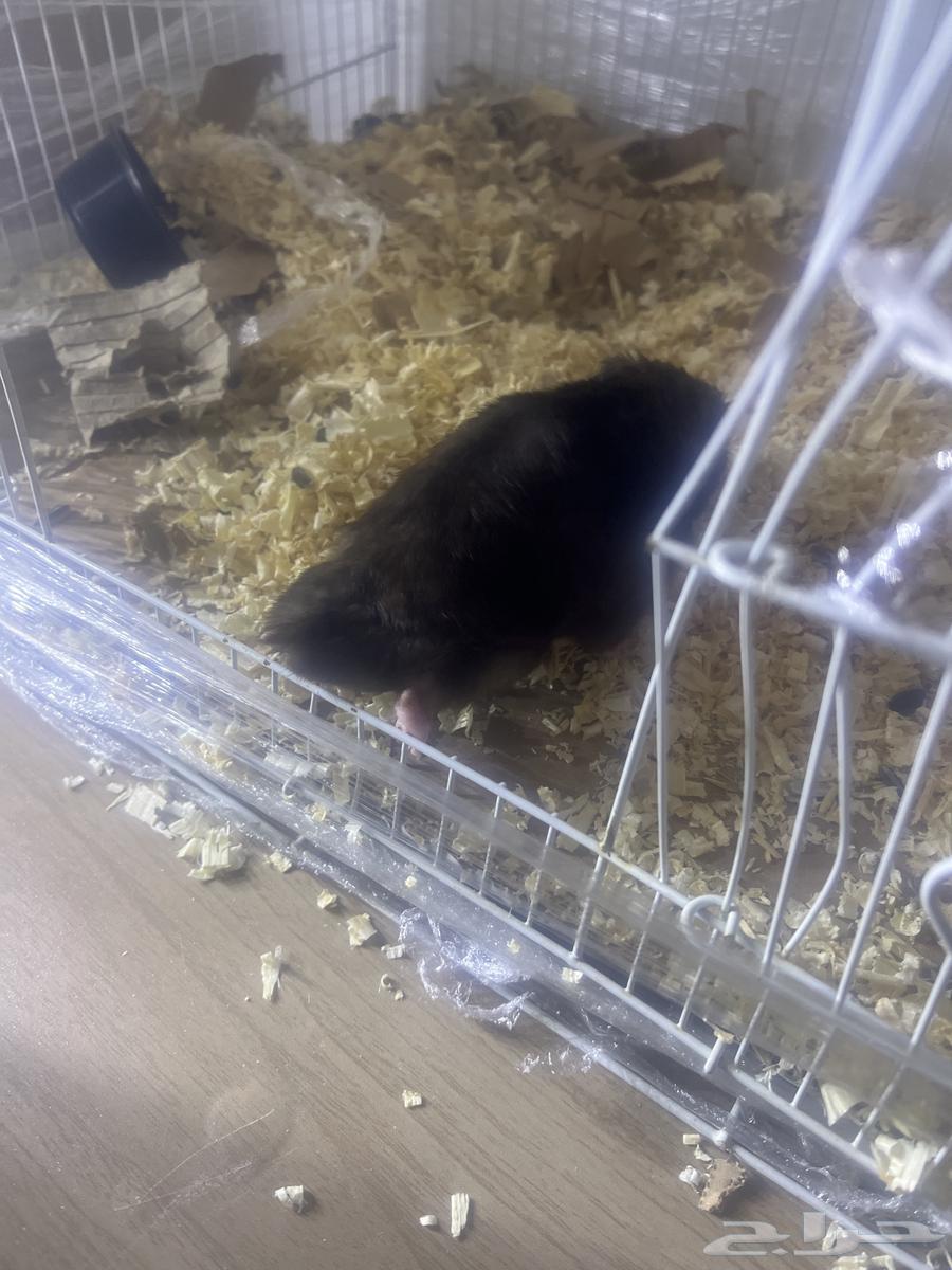 هامستر للبيع بدون قفص السعر 5564369455050499111