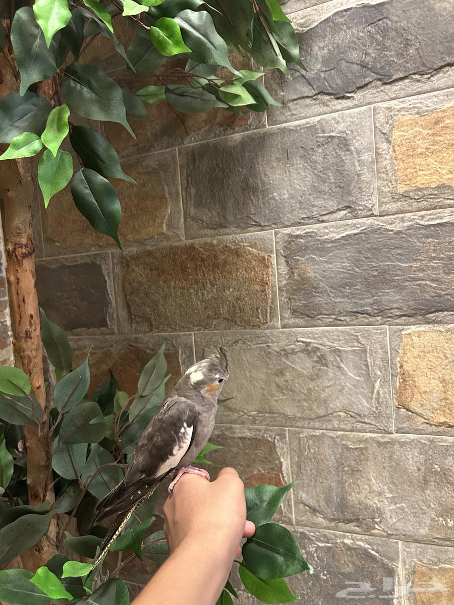 للبيع كروان اليف64367406100098111