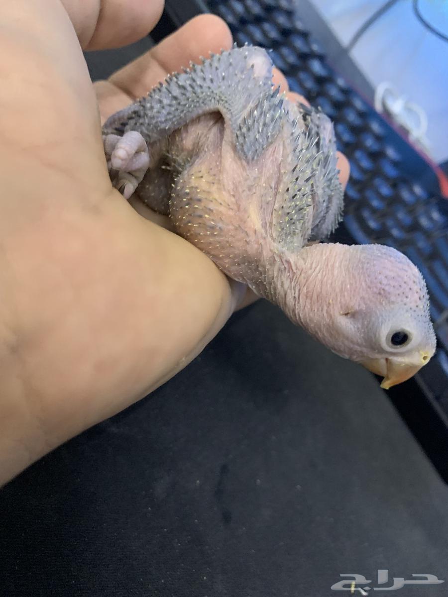 فرخ ببغاء درة64364640042883110