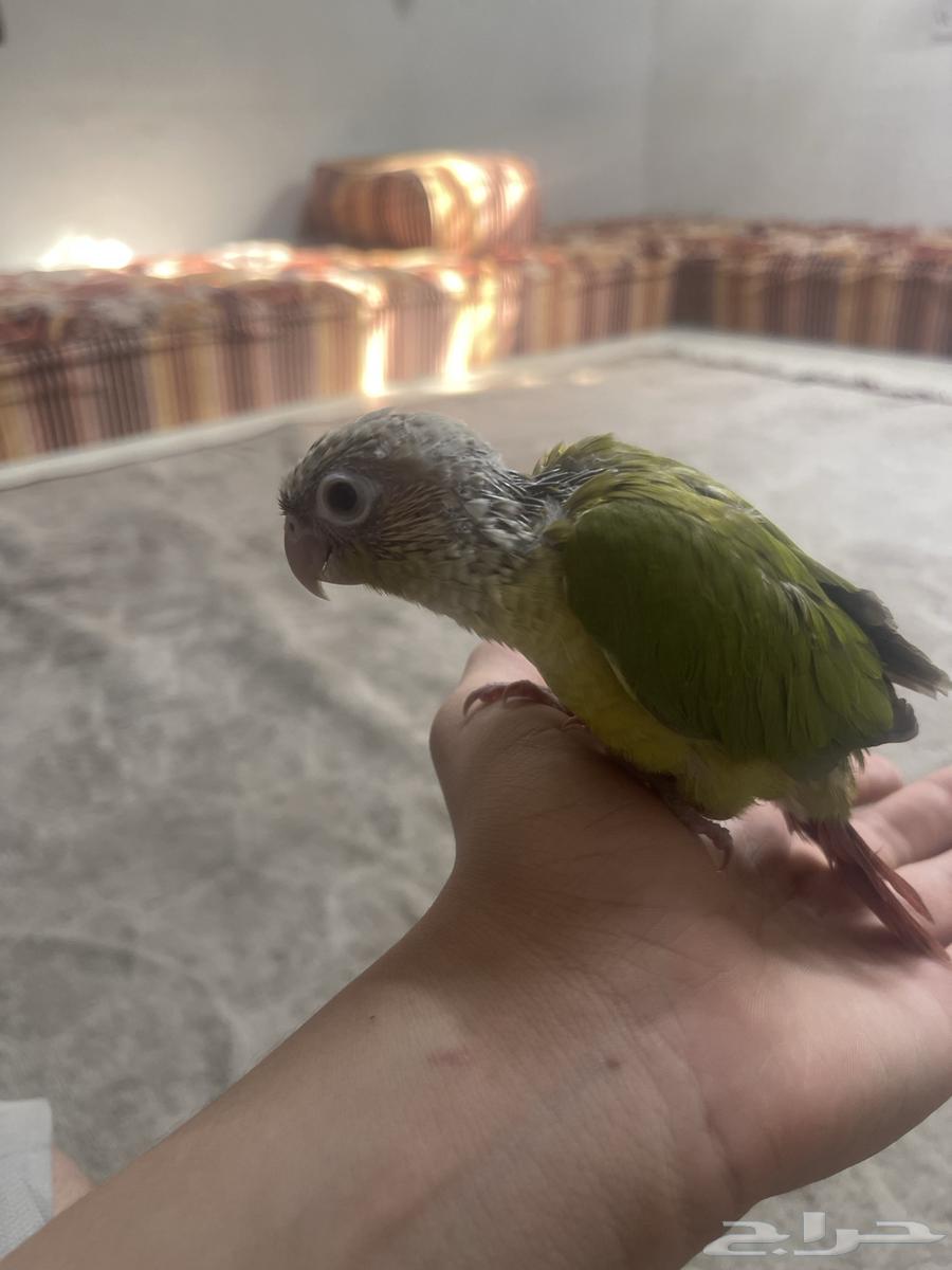 تم البيع كنيور اناناس هدد خارجي64371074574851113