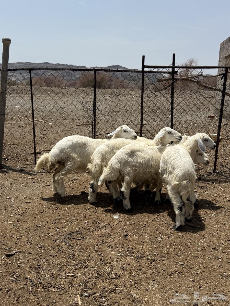 للبيع 5 طليان من انتاج المرح64367493660034114