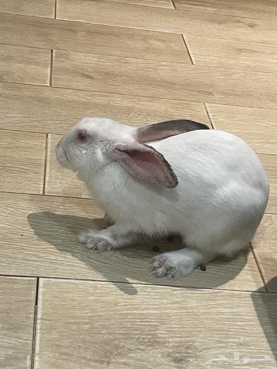 أرنب فرنسي للبيع في جدة64370248210307112