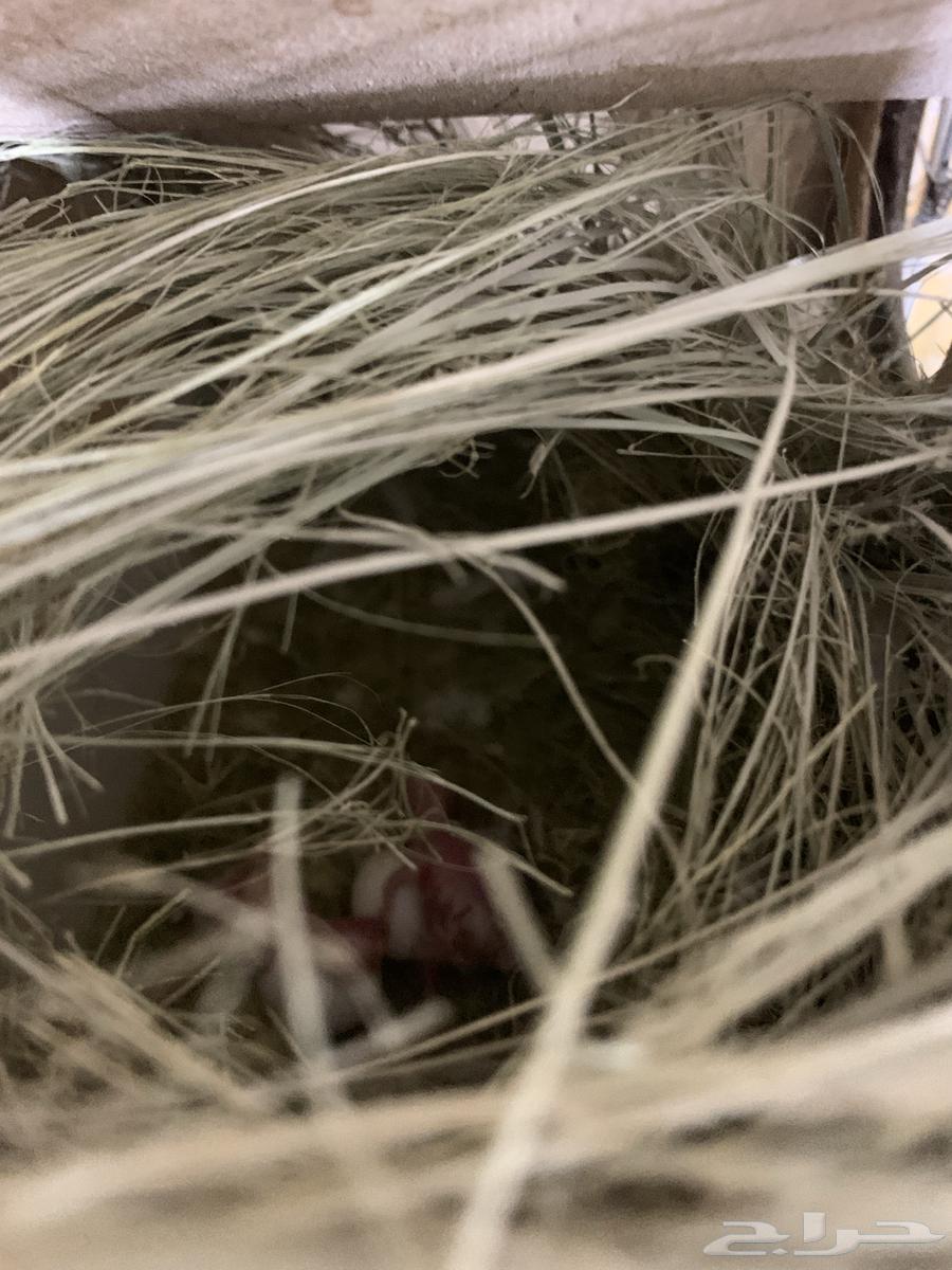 زوج روز مع فروخه64369111695619111