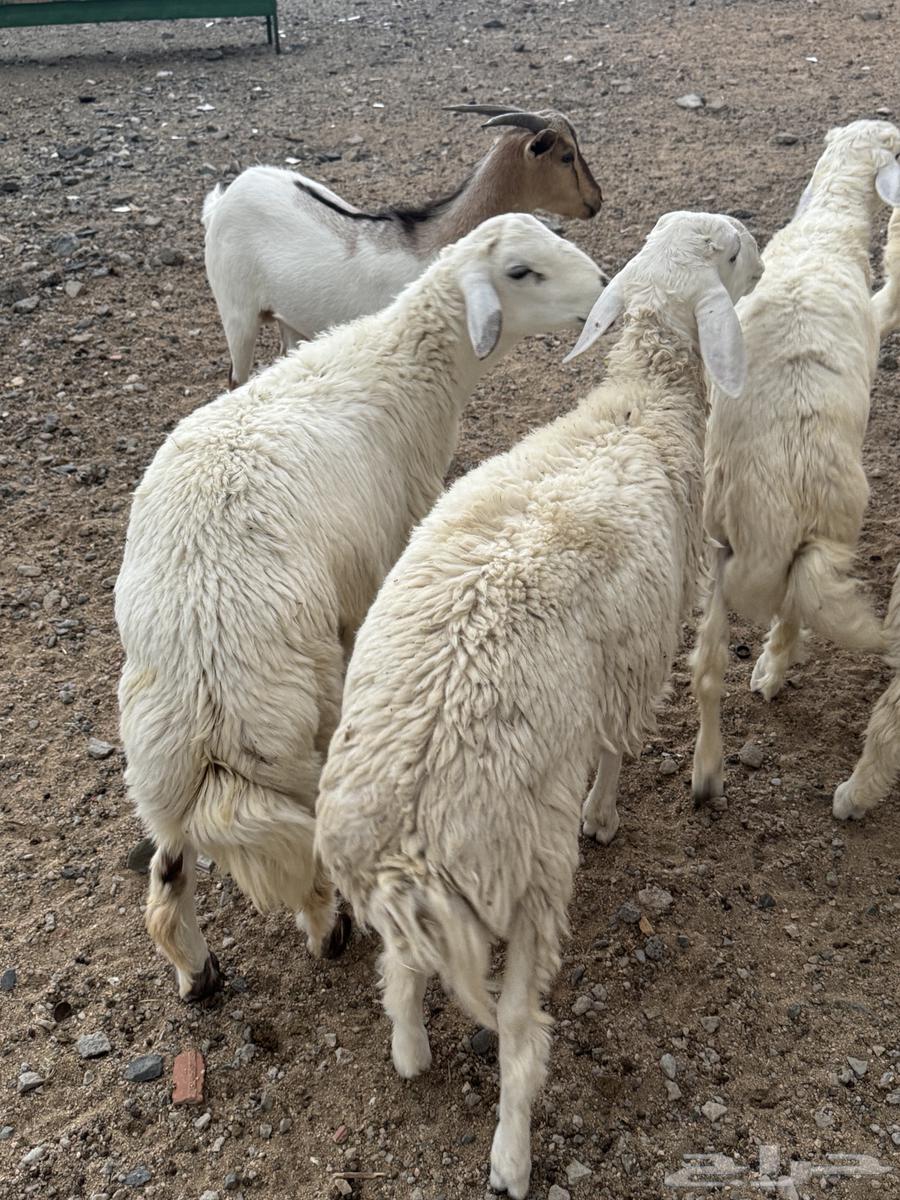 البيع طلين فل شحم64373004760193110