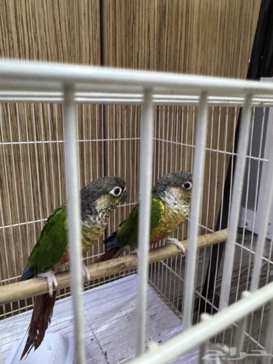 طير كنيور64364233019138110