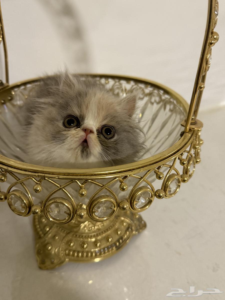 قطط كيتنز بيكي فيس للبيع64365085225474113