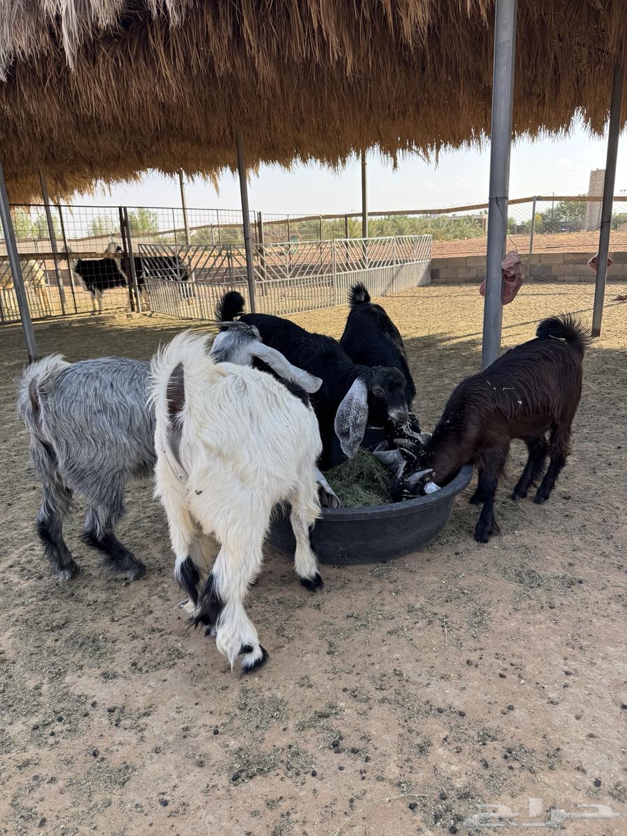 تيوس للبيع64370453439875111