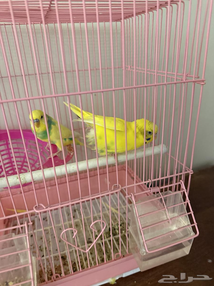 طيور زينه64367668890755112