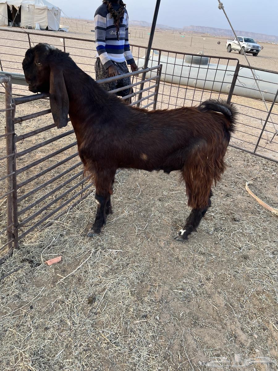 تيس قبرصي جذع64375171107458110