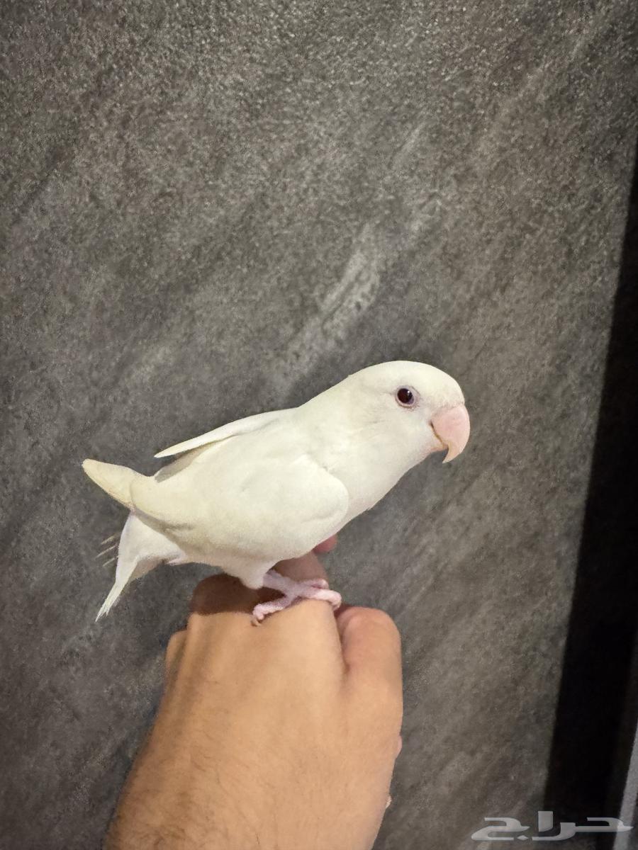 روز البينو هدد64362710228227112