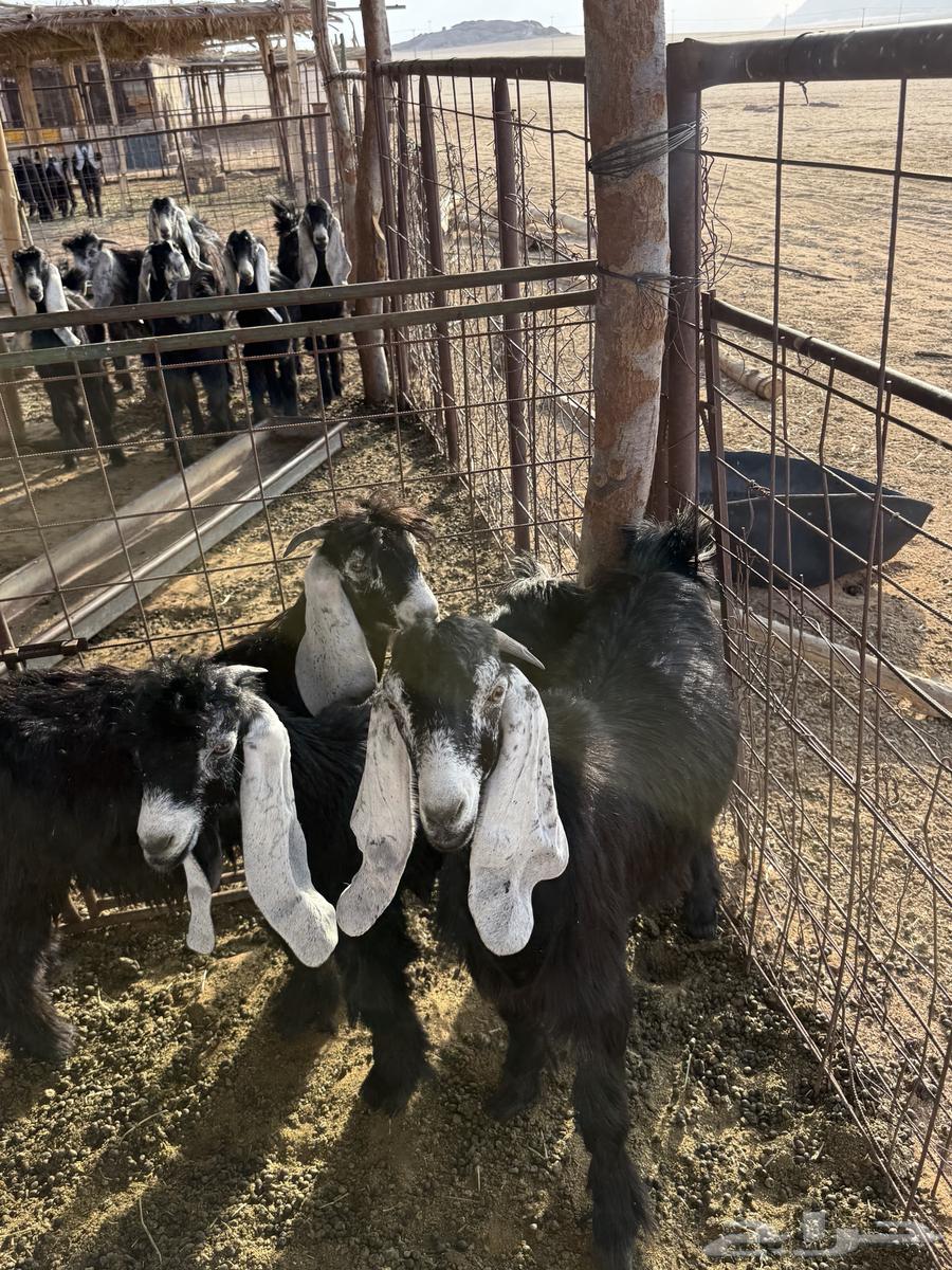 تيوس للبيع64371176434947111