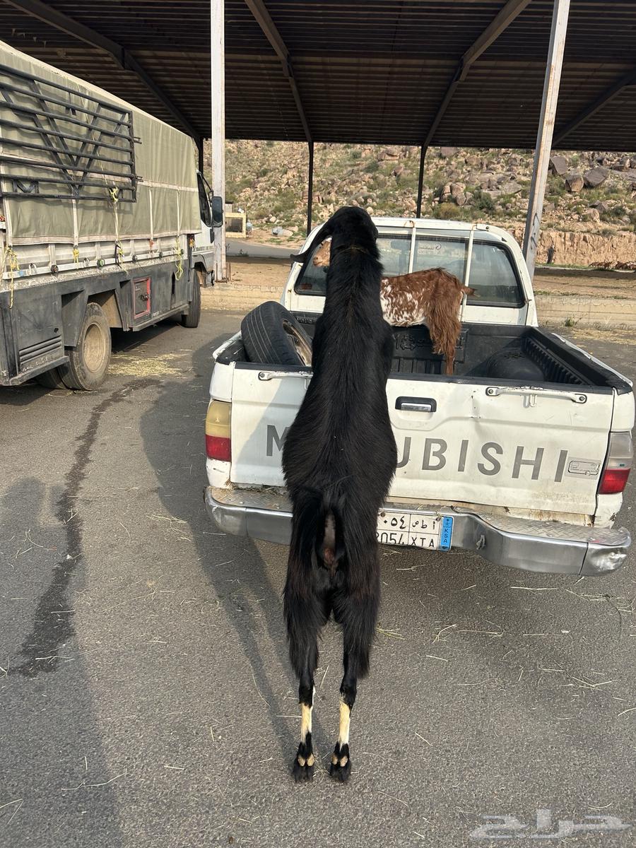 تيس فحل كفو شرط يضرب سنه رباع قالع سديس تقريبا64368820663299111