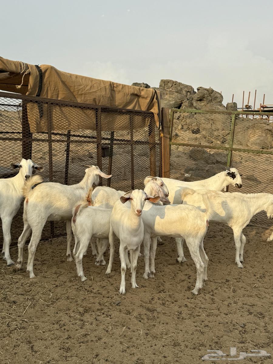 جفار بيشيات ( تم البيع )64373253332995112