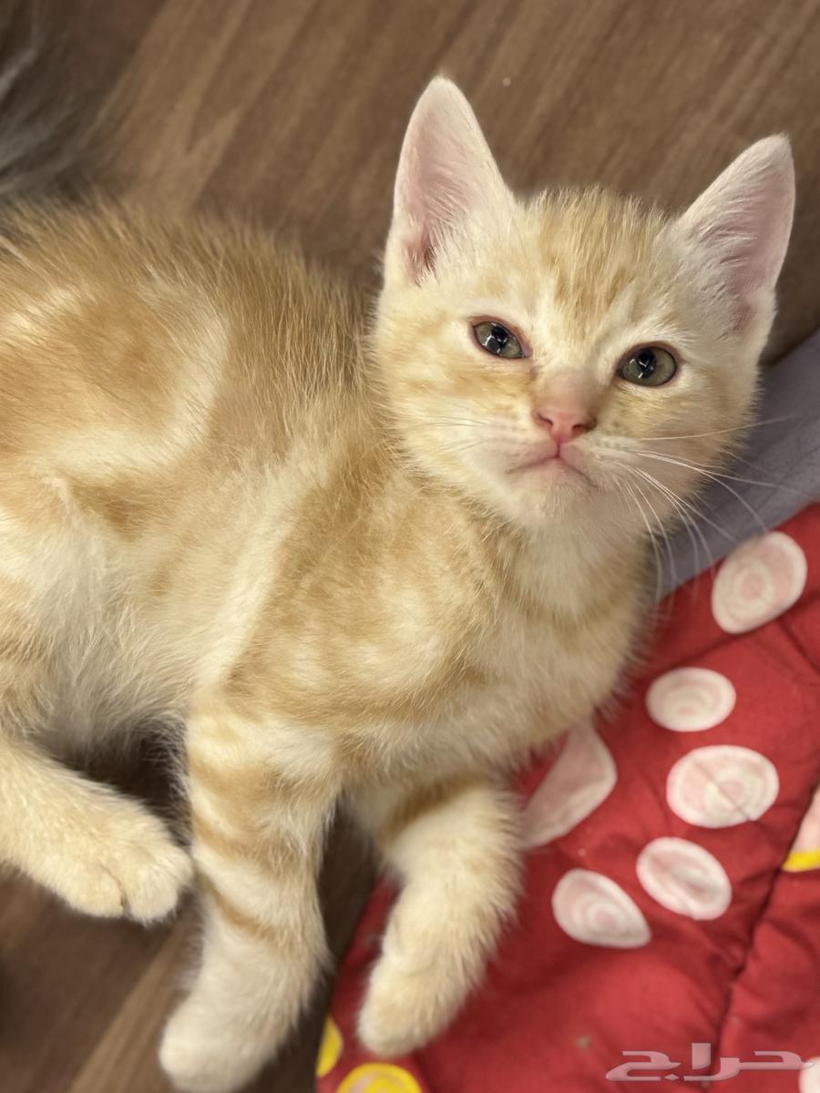 قطط للبيع64372682621698113