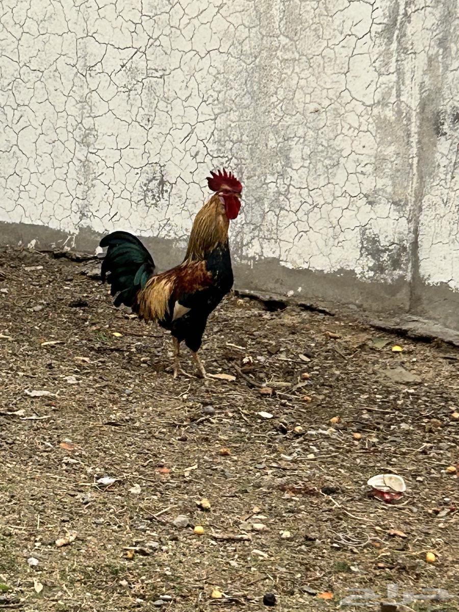 ديك فرنسي مهجن تصفيه من عربي64365100071425110