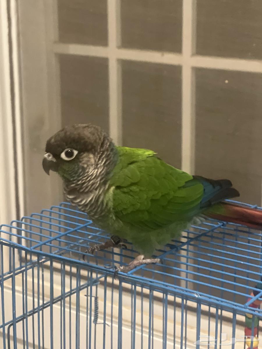 عصافير للبيع الليفه ( روز   كروان   كنيور)64364203444225113