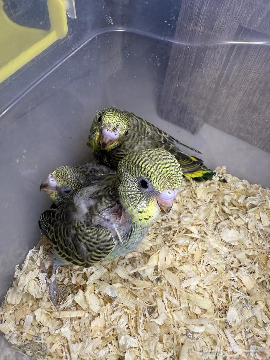 فراخ بادجي للبيع64377078976257111