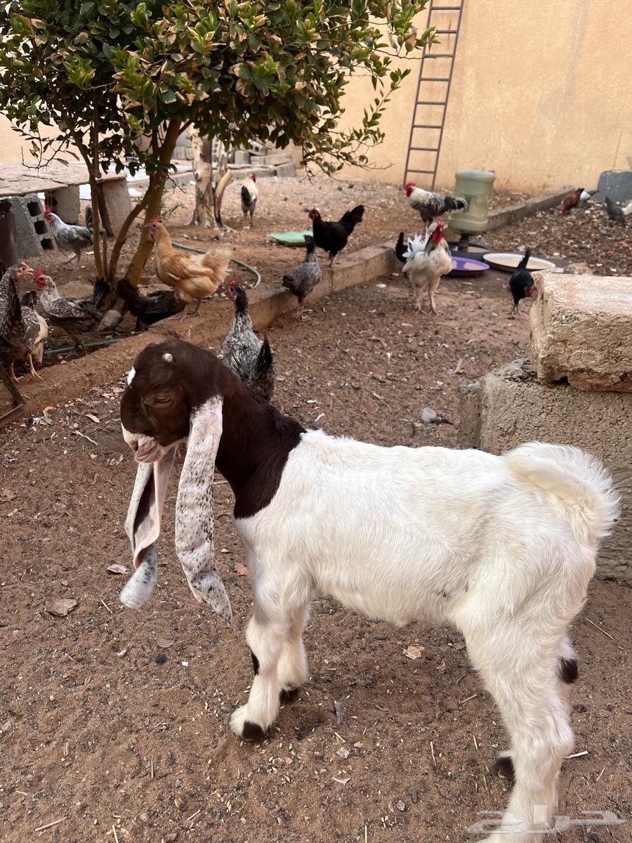 تيس هولندي العمر شهر ونص64253297388930111