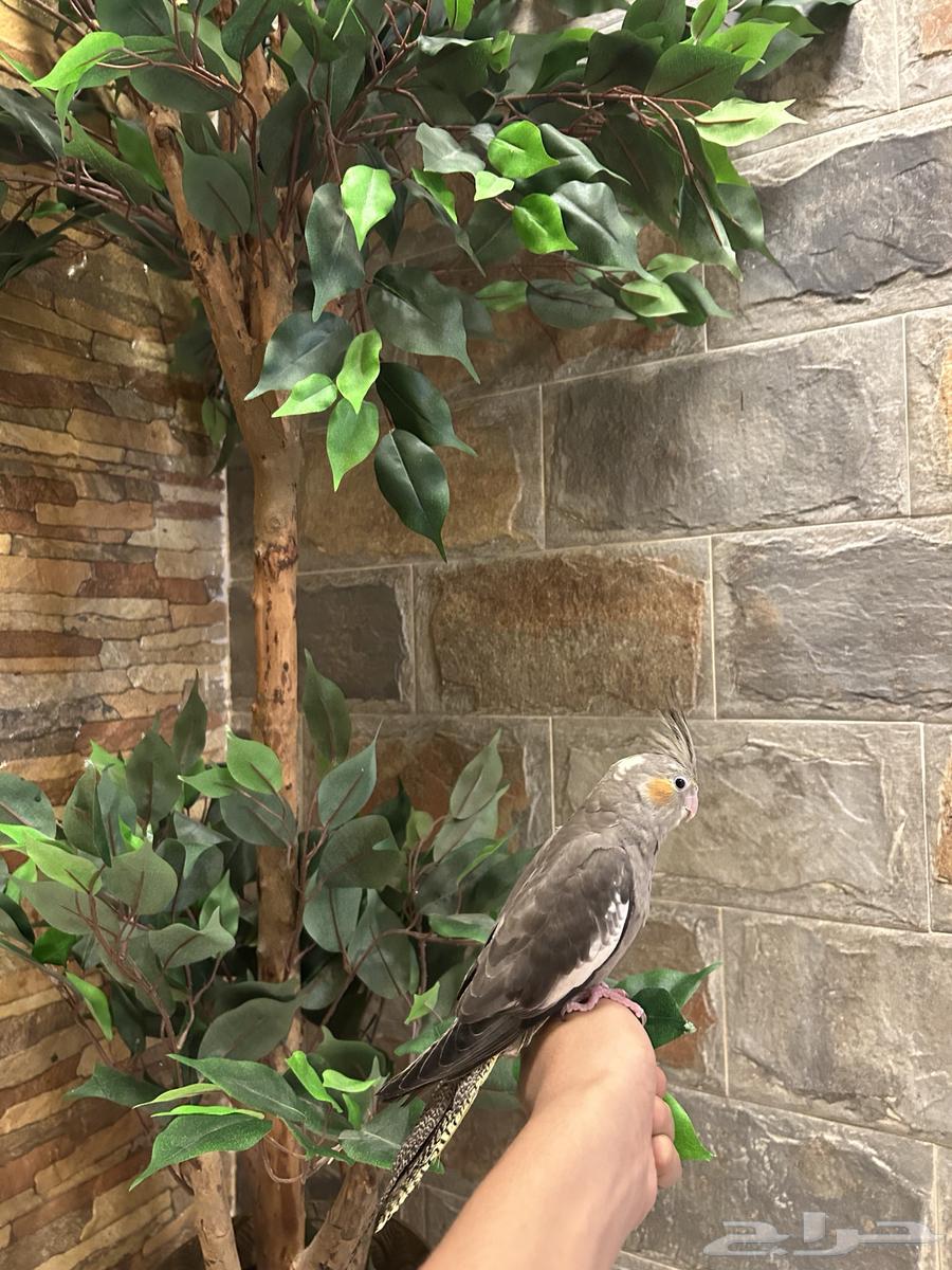 للبيع كروان اليف64367406100098110