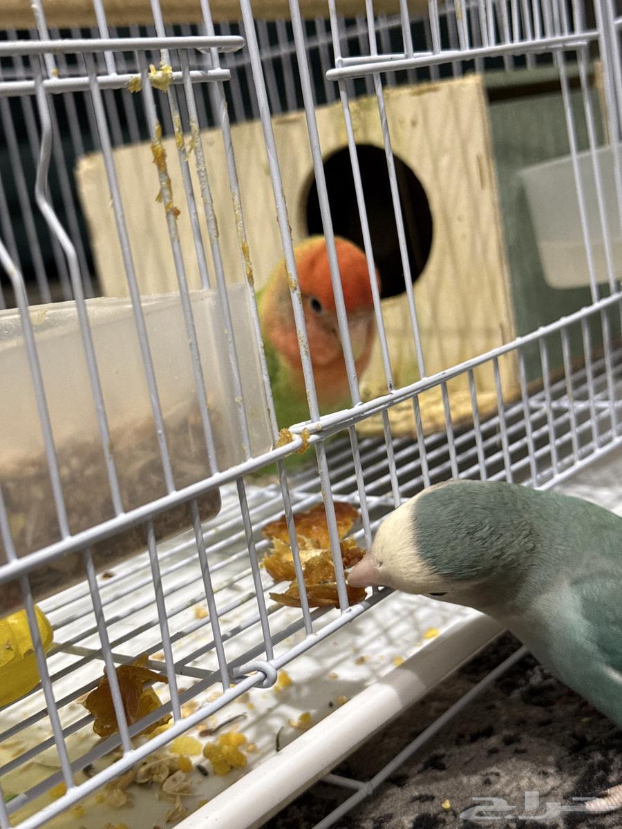 للبيع زوج روز اليف مع فروخهم64373268191489114