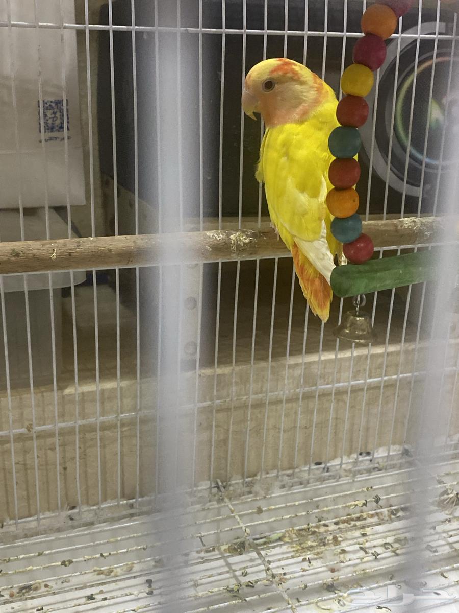 طيرين روز رد فيس64372668047618111