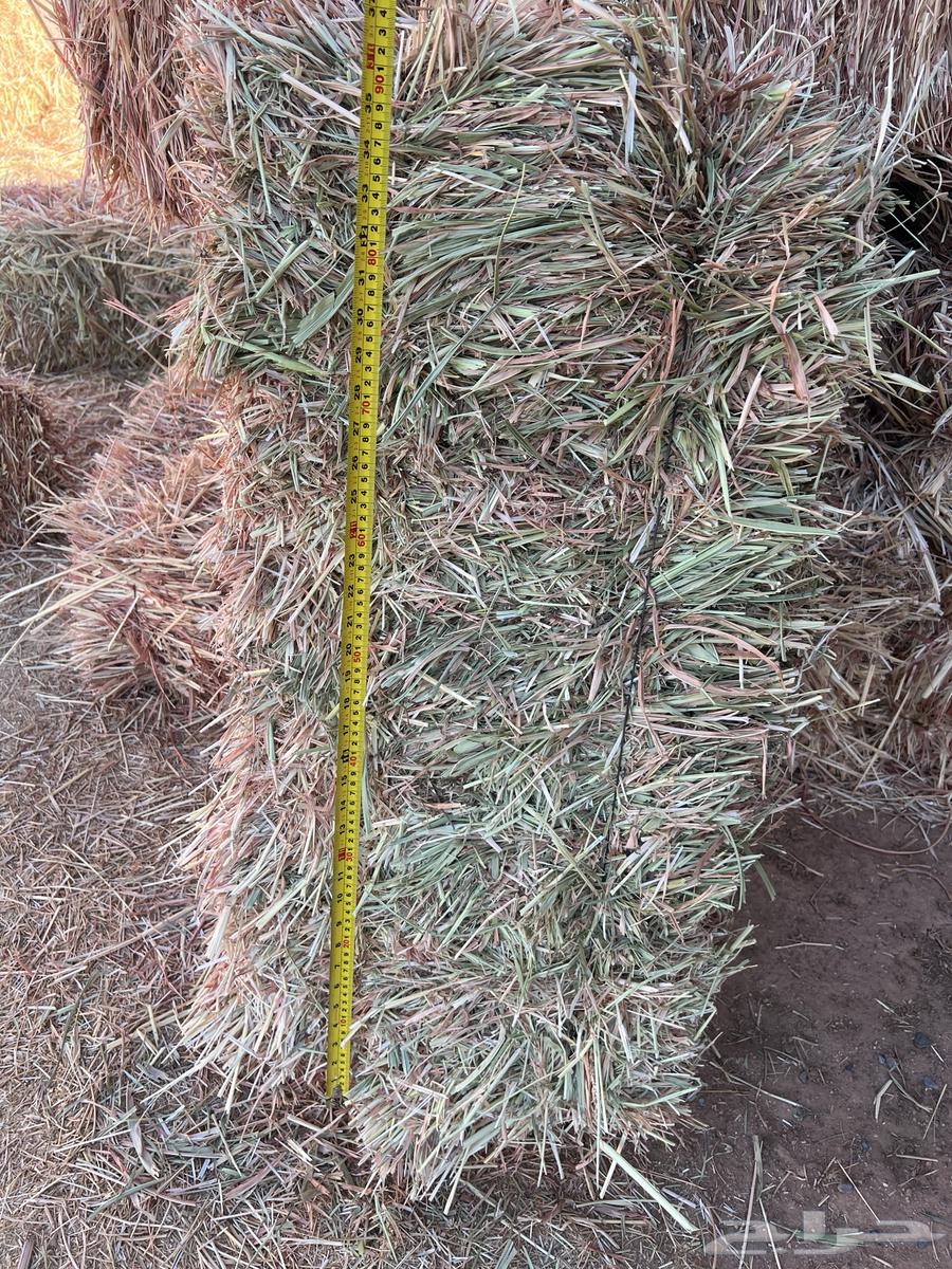 Red Jizani Dates with Leaves64371759472131112