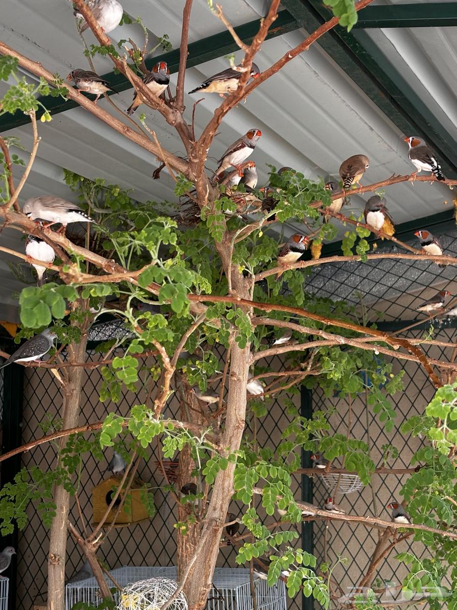 طيور زيبرا64369718734851110