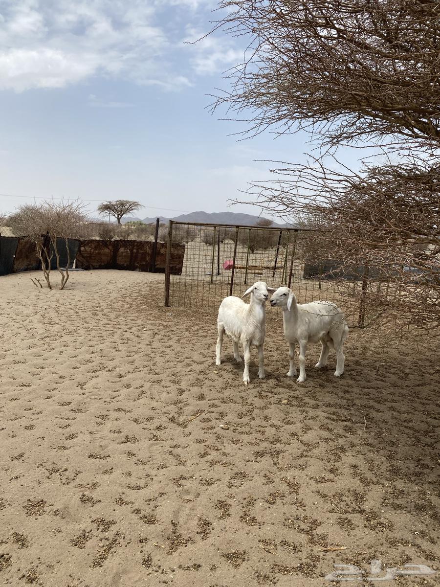 خرفان صنف64367508294531110