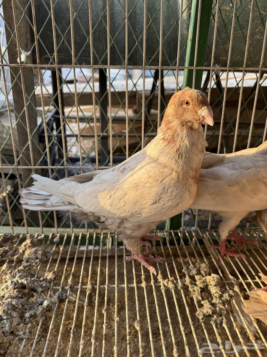 زاجل زينه64373935142529114