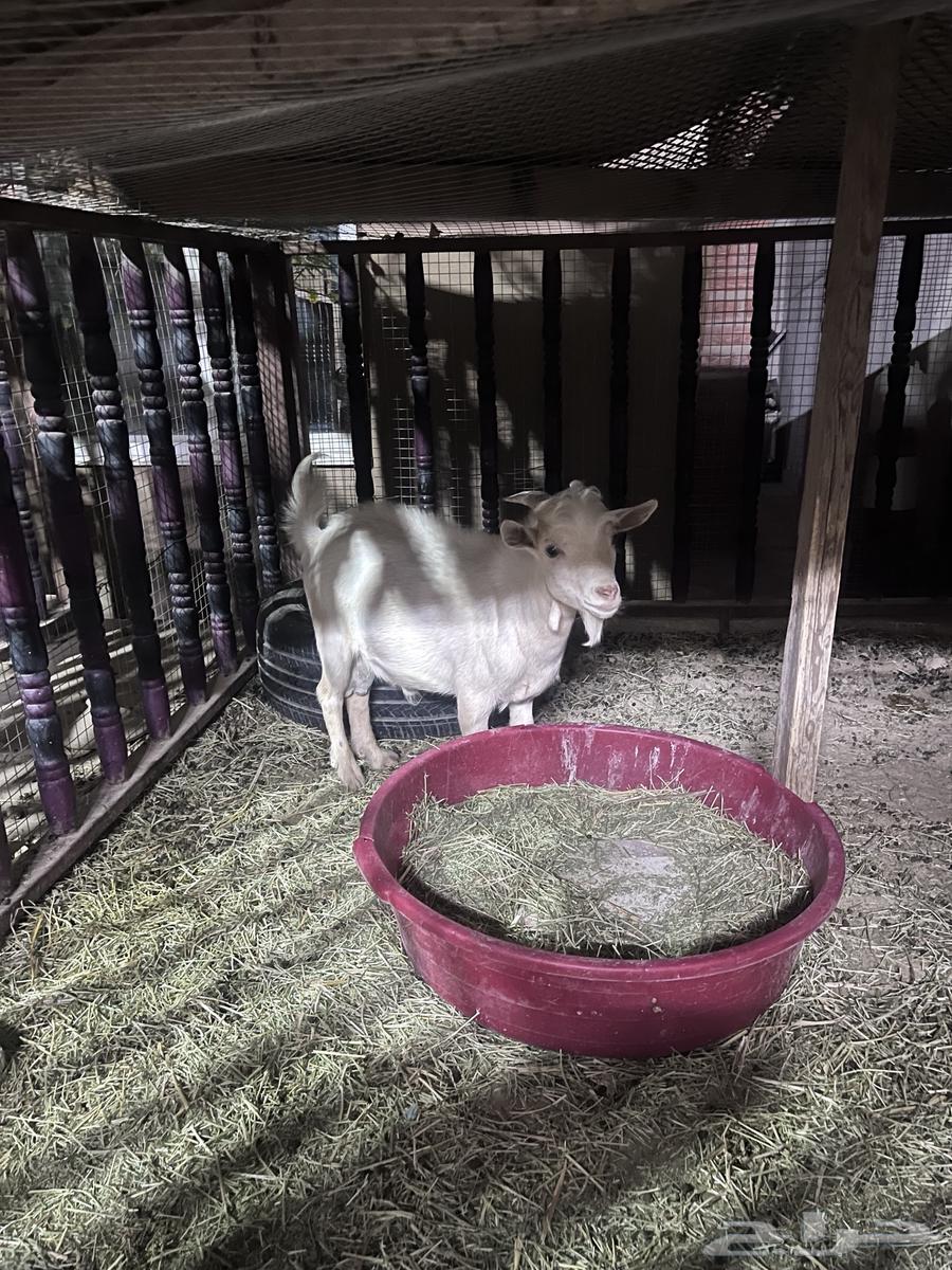 تيس قزمي للبيع64373742696451112