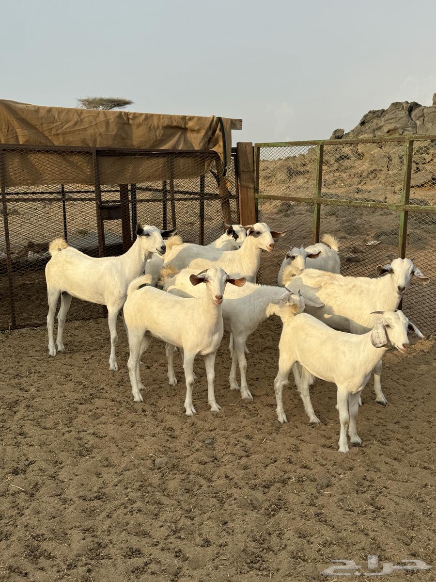 جفار بيشيات ( تم البيع )64373253332995114